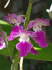 Aerides maculosa