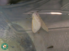 Micralarctia punctulatum