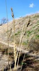Agropyron