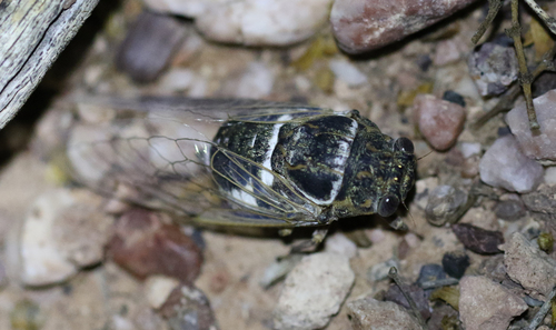 Common Cactus Dodger