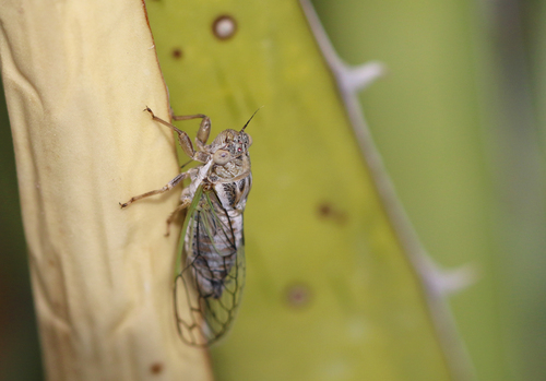 Aridland Cicada