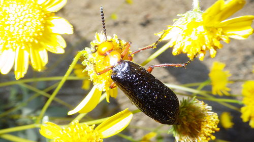 iNaturalist observation photo of Master Blister Beetle