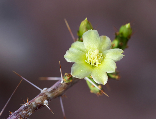 Christmas cholla