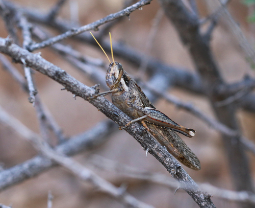 Gray Bird Grasshopper