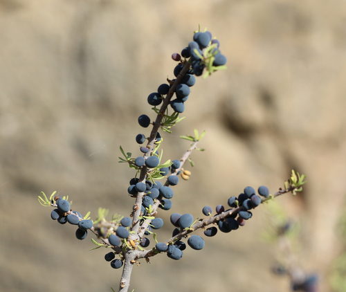 Narrowleaf Forestiera