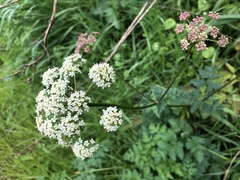 Ligusticum apiifolium