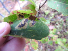 Stigmella taeniola