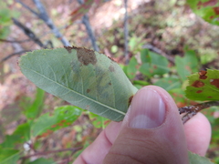 Stigmella taeniola