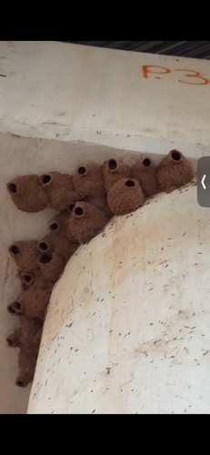 Cliff Swallow
