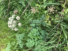 Ligusticum apiifolium