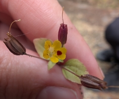 Erythranthe alsinoides, photograph (c) Simone Littledale, some rights reserved (CC BY)