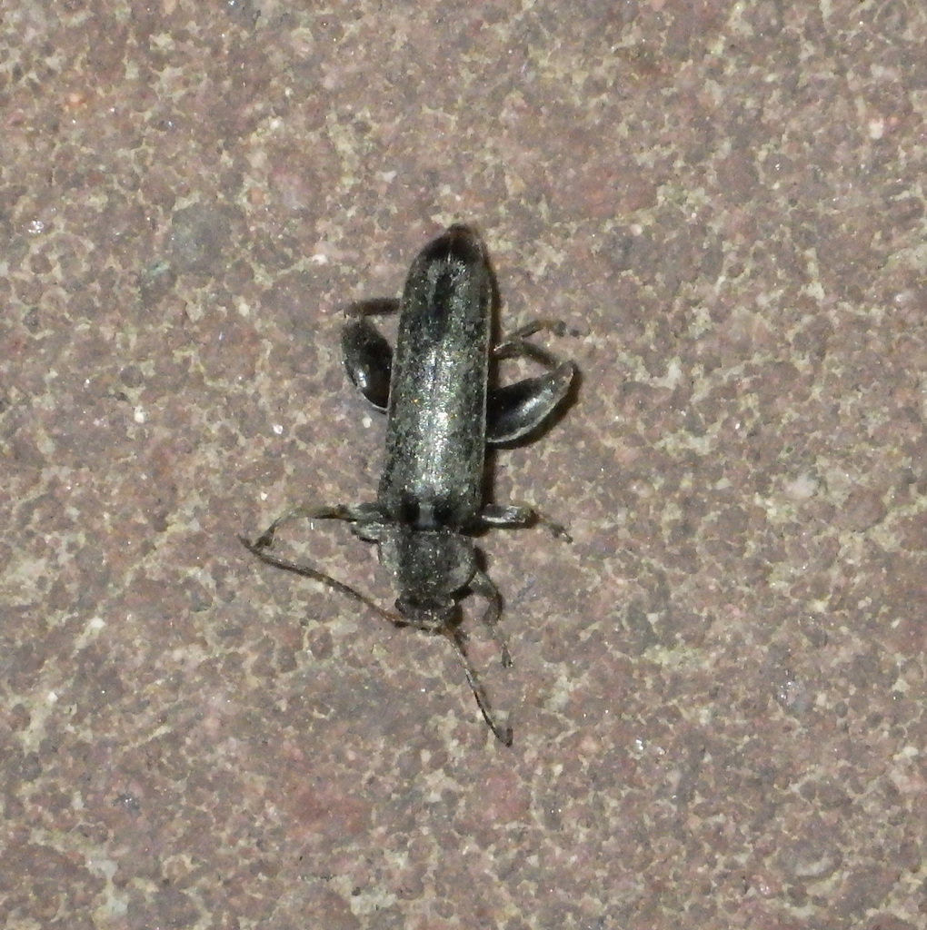 Osphya bipunctata
