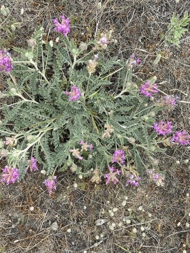 Astragalus inflexus observed 2026-06-03