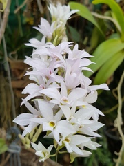 Dendrobium barbatulum