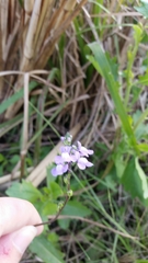 Nuttallanthus canadensis