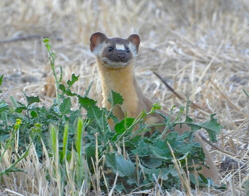 iNaturalist observation photo of Long-tailed Weasel
