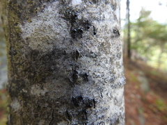 Dolichoderus taschenbergi