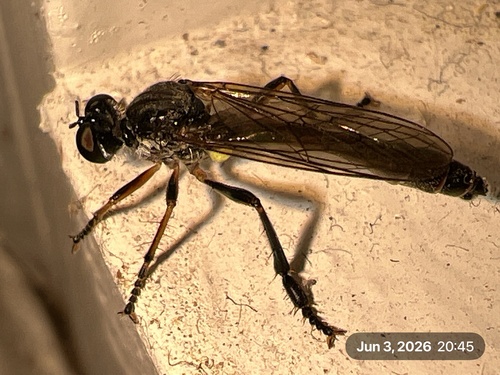 Stripe-legged Robber Fly