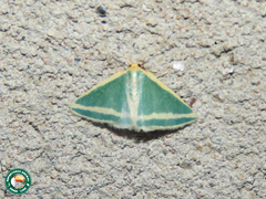 Mixocera frustratoria