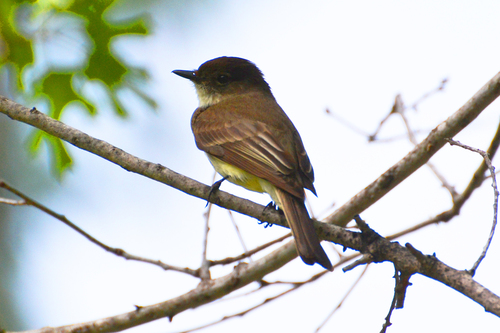 Eastern Phoebe
