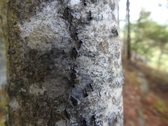 Dolichoderus taschenbergi