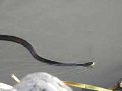 Thamnophis eques obscurus