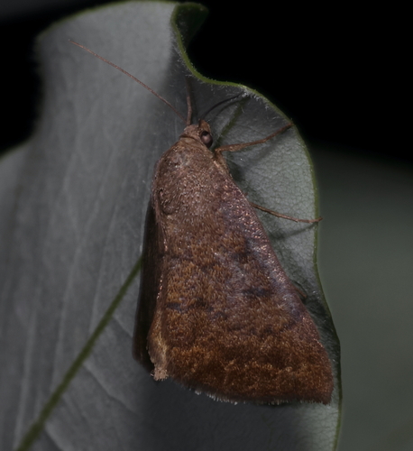 Erasa Chocolate Moth photo 3