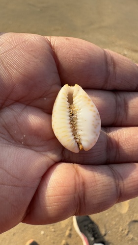 Cypraea ocellata observed 2026-06-04