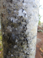 Dolichoderus taschenbergi