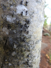 Dolichoderus taschenbergi