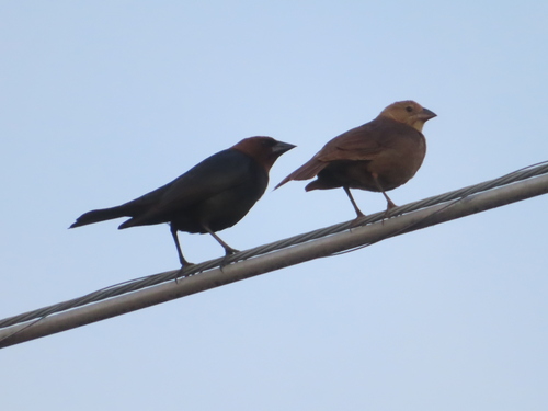Brown-headed Cowbird photographed in Arkansas