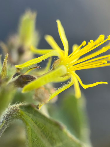 Triumfetta semitriloba observed 2026-06-03