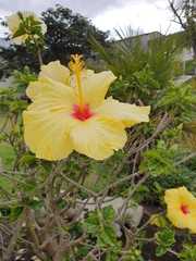 Hibiscus rosa-sinensis