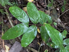 Heteropterys laurifolia