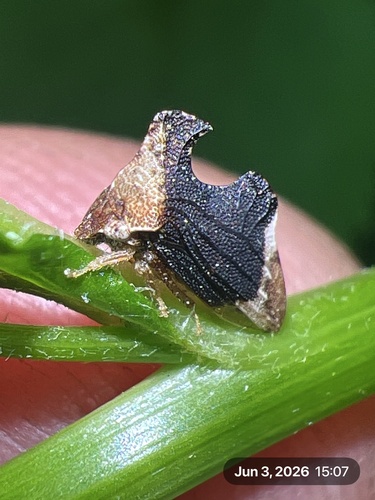 Keeled Treehopper