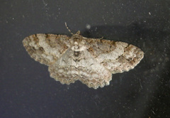 Paradarisa consonaria