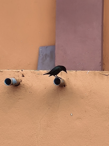 Asian Glossy Starling
