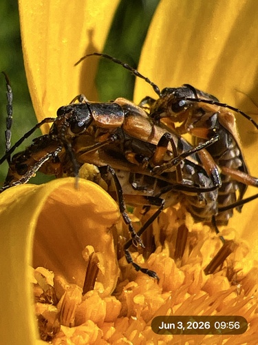 Margined Leatherwing Beetle