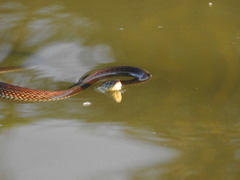 Thamnophis eques obscurus