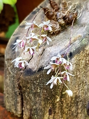 Dendrobium turbinatum