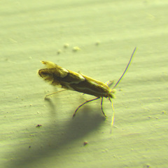 Phyllonorycter sorbi