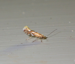Phyllonorycter sorbi