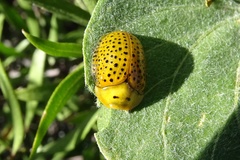 Chelymorpha reimoseri