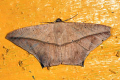 Prochoerodes tetragonata