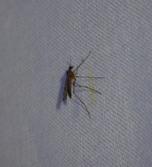 Anisopodidae