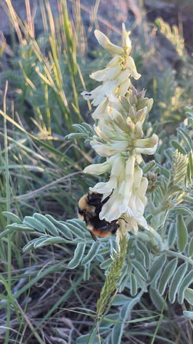 Hunt's Bumble Bee