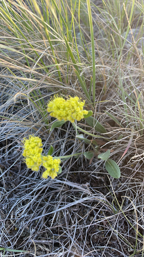 alpine golden buckwheat