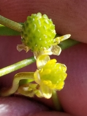 Ranunculus pusillus