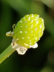 Ranunculus pusillus