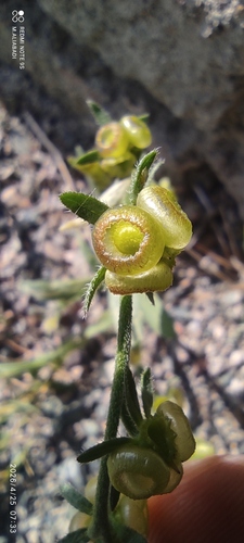 Paracaryum rugulosum
